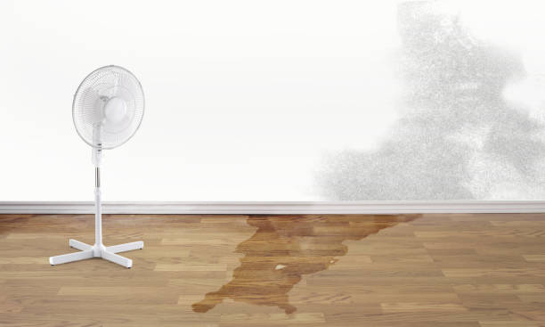Best Ceiling water damage repair  in Logan, IA