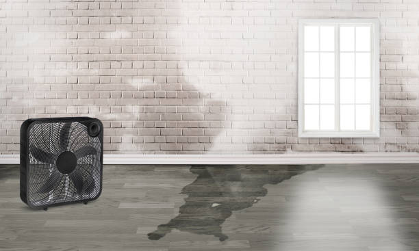 Best Basement water damage restoration  in Logan, IA